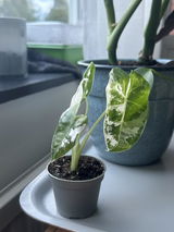 Oleh Sikorskyi review photo