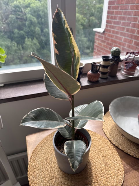 Ficus elastica "Tineke" | Fönsterfikus