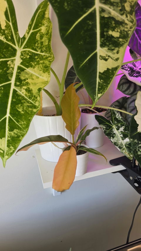 Philodendron Caramel Marble