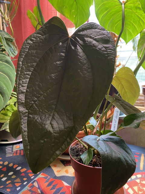 Anthurium 'Queen Of Hearts'