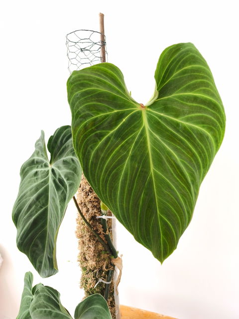 Philodendron splendid (verrucosum x melanochrysum)