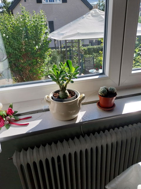 Adenium obesum | Ökenros