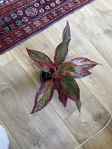 soram review photo