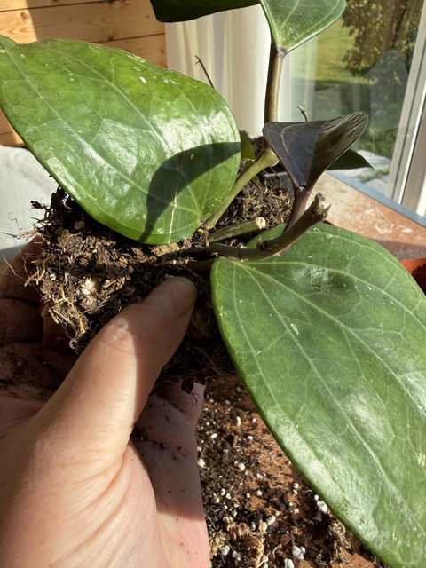 Hoya sp. Sarawak 'cream'
