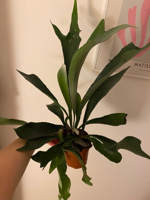 Platycerium bifurcatum | Älghornsbräken