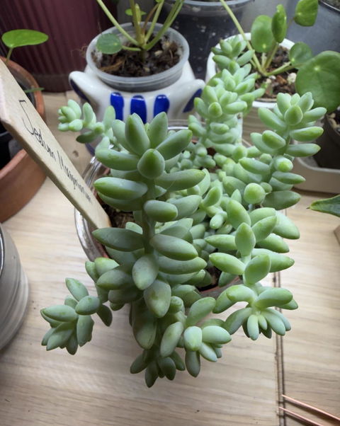 Sedum morganianum 'Burrito/Burro's Tail'