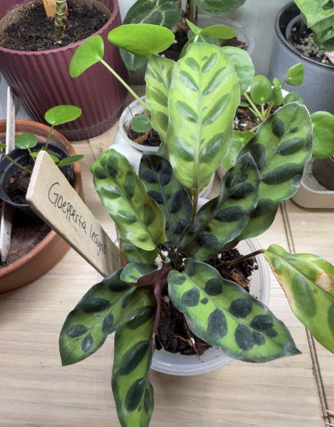 Goeppertia insignis 'marmorblad'