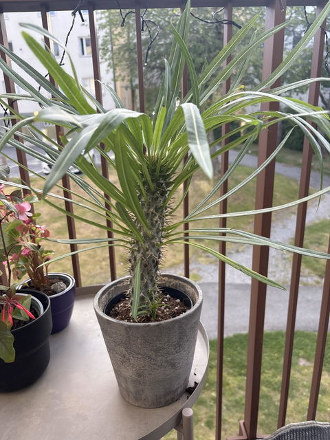 Pachypodium lamerei 'ökenstjärna'