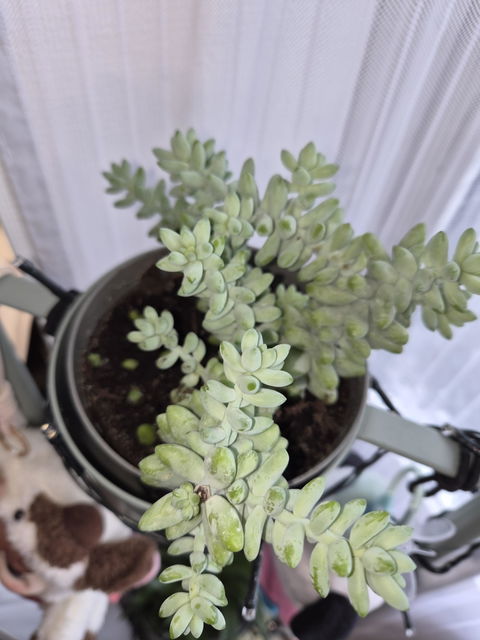 Sedum morganianum 'Burrito/Burro's Tail'