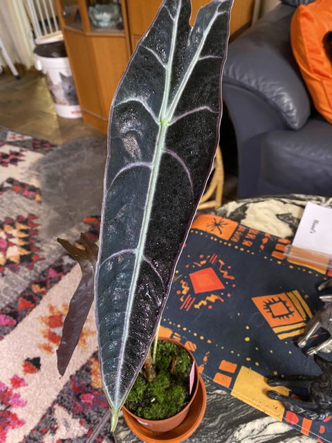Alocasia longiloba 'purple'