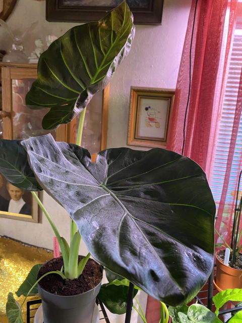 Alocasia 'Regal Shields'