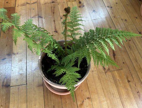 Cyathea cooperi | Trädormbunke