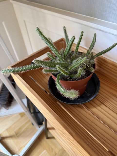 Selenicereus grandiflorus 'nattens drottning'