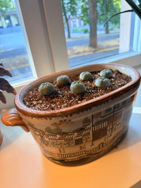 Lophophora williamsii | Peyote