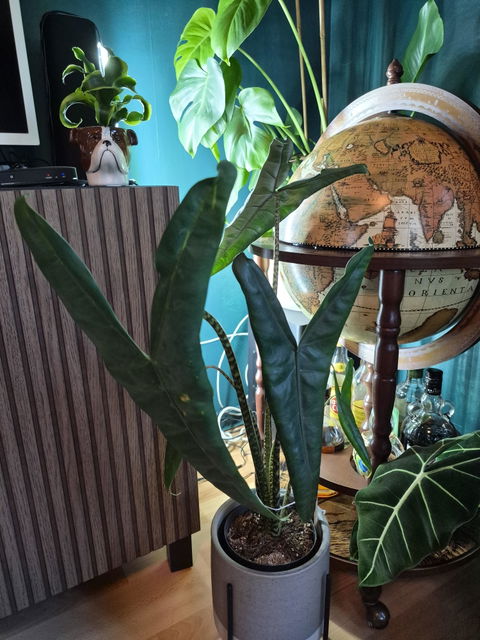 Alocasia zebrina 'tigrina superba'