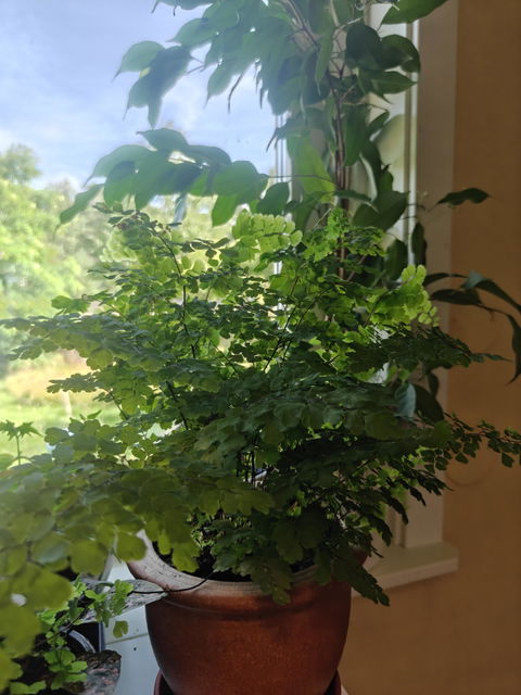 Adiantum raddianum