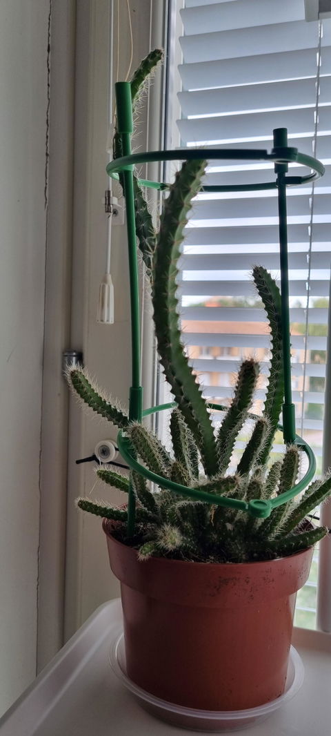 Selenicereus grandiflorus 'nattens drottning'