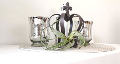 Tillandsia flexuosa