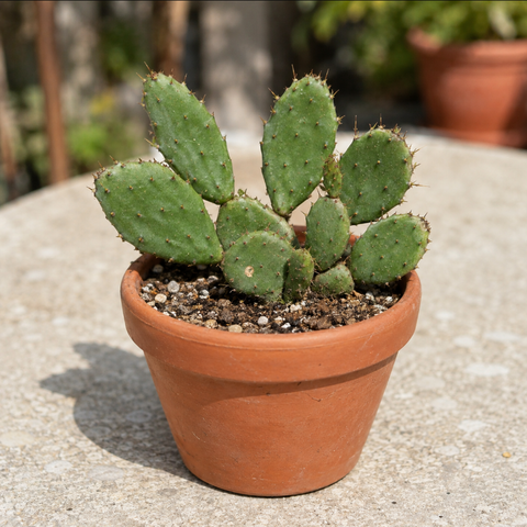Krypopuntia 'Opuntia humifusa' (Köldtålig fikonkaktus)
