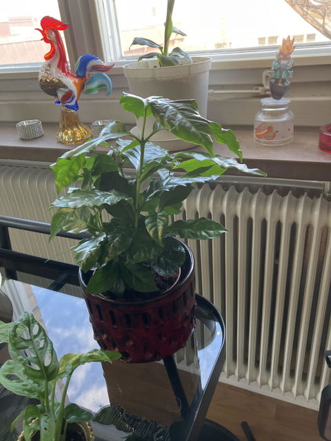 Kaffeträd 'Coffea arabica'