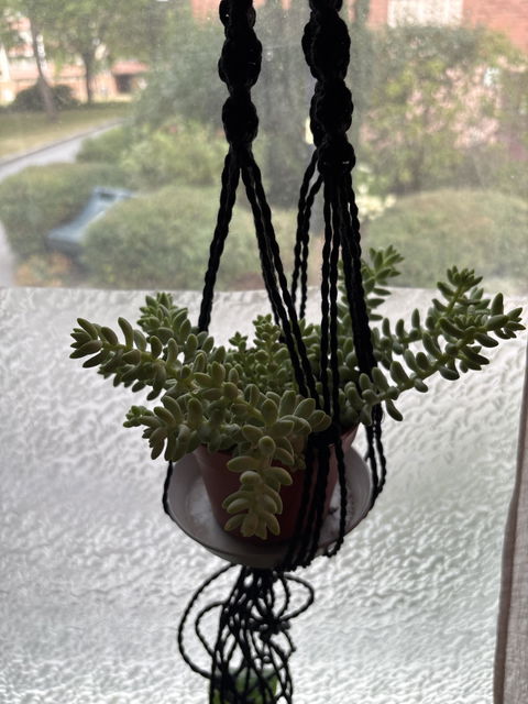 Sedum morganianum 'Burrito/Burro's Tail'