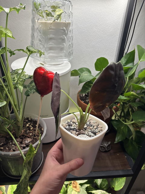 Alocasia cuprea 'kopparsköld'
