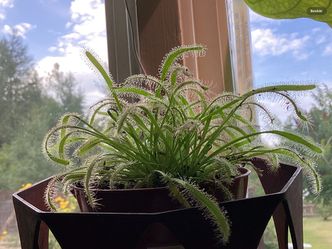 Drosera capensis
