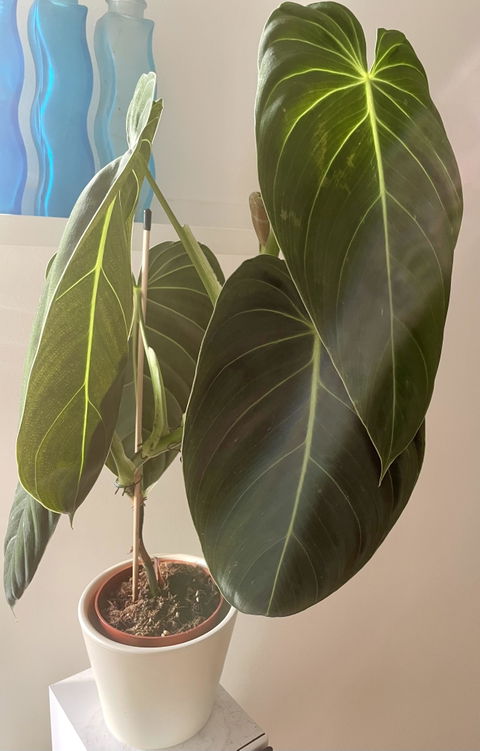 Philodendron melanochrysum