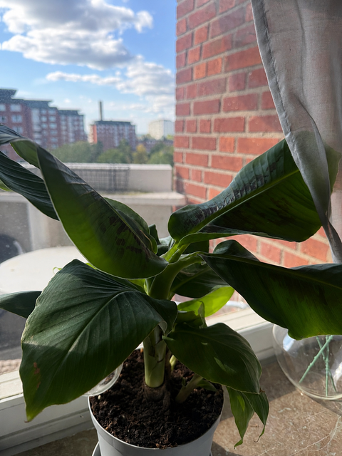 Bananplanta 'Musa Dwarf Cavendish' ätbar