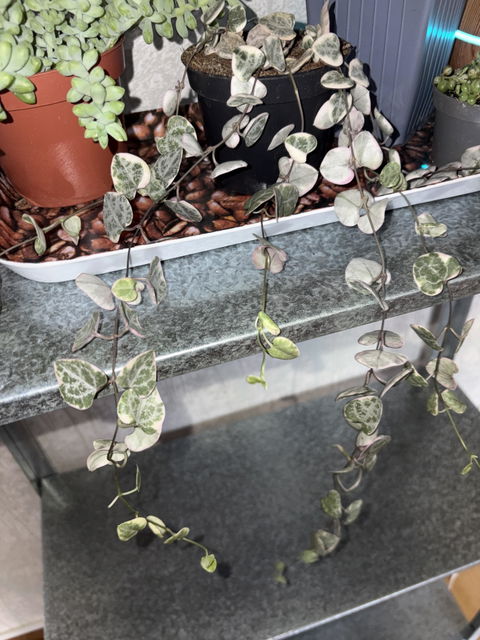 Hjärtan på tråd 'Ceropegia woodii variegata'