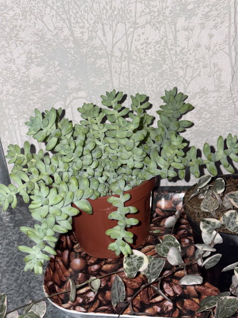 Sedum morganianum 'Burrito/Burro's Tail'