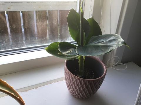 Bananplanta 'Musa Dwarf Cavendish' ätbar