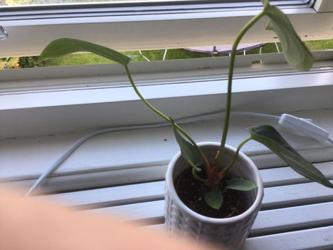 Anthurium magnificum