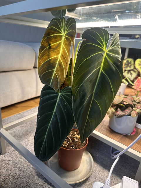 Philodendron melanochrysum