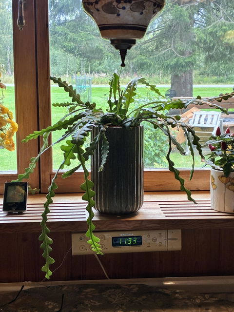 Epiphyllum anguliger | Flikig bladkaktus