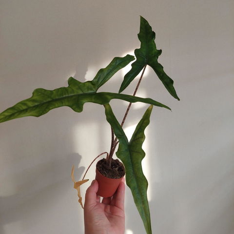 Alocasia sp. sulawesi 'sabrina narrow'