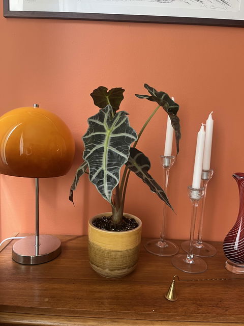 Alocasia 'Polly'