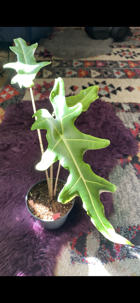 Alocasia portei