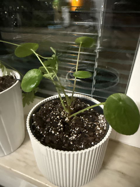 Pilea peperomioides 'Mojito'
