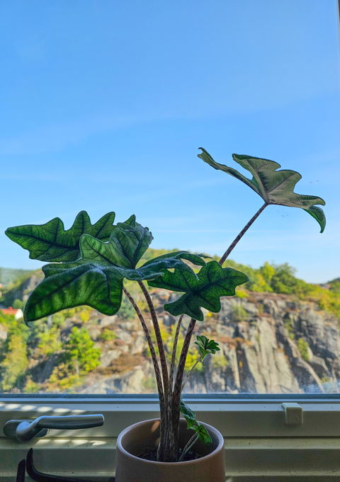 Alocasia tandurusa 'jacklyn'