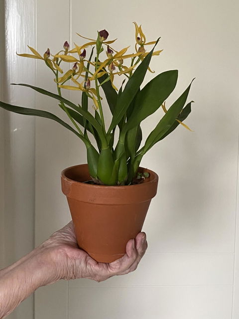 Prosthechea cochleata 'Bläckfiskorkidé'
