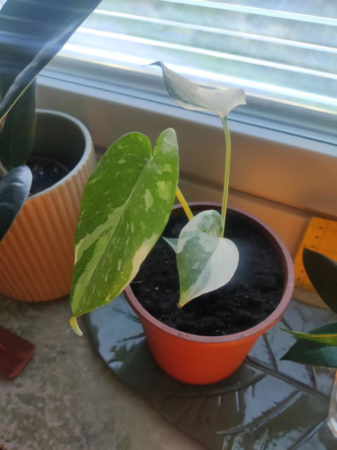 Monstera Thai Constellation