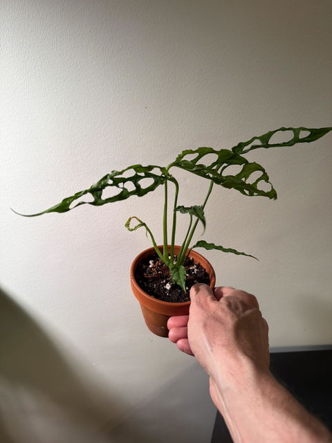 Mysterieväxt Liten