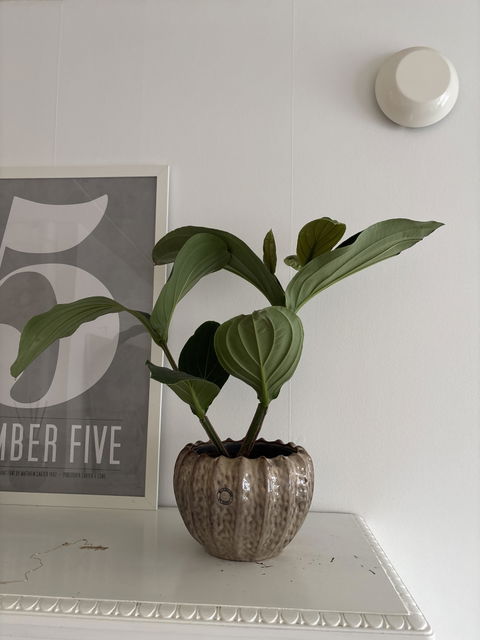 Medinilla magnifica | Rosenskärm