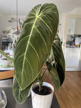 Anonym review photo