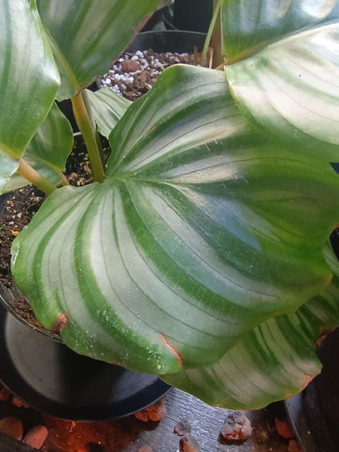 Calathea orbifolia