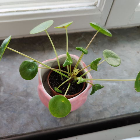 Pilea peperomioides 'elefantöra'