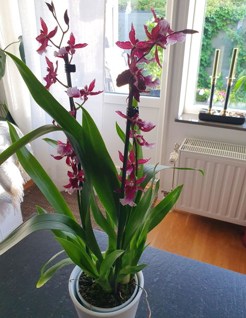 Burrageara 'Barrocco Red'