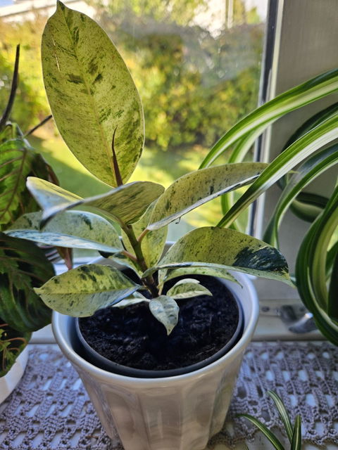 Fönsterfikus | Ficus elastica 'Schrijveriana'