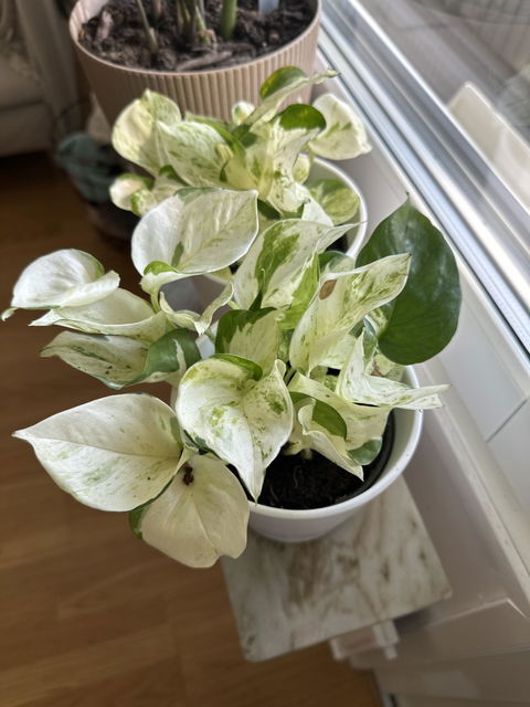 Epipremnum aureum 'Manjula'